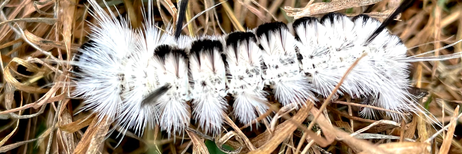 Header Image