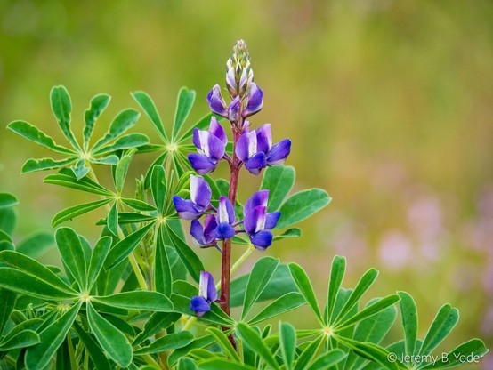 A raceme of purple-and-white papilionoid flowers, framed by palmately compound bright green leaves