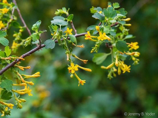 A branch with many dark green palmately lobed leaves and tubular bright yellow flowers