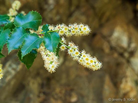 Racemes of small white five-petaled flowers, at the end of a twig with some dark green leaves with very holly-like toothed edges