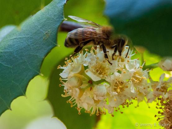 Close view between two leaves on another holly-leafed cherry, where a European honeybee is nectaring on an inflorescence of flowers