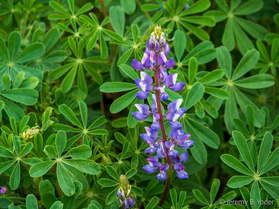 A raceme of bright blue-purple and white papillionoid flowers, framed against a backdrop of deep green palmately compound leaves