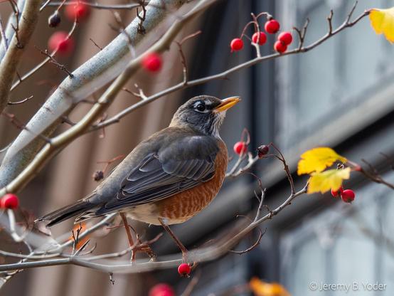 An American Robin perched on a twig amidst ripe red berries and autumn-yellow leaves