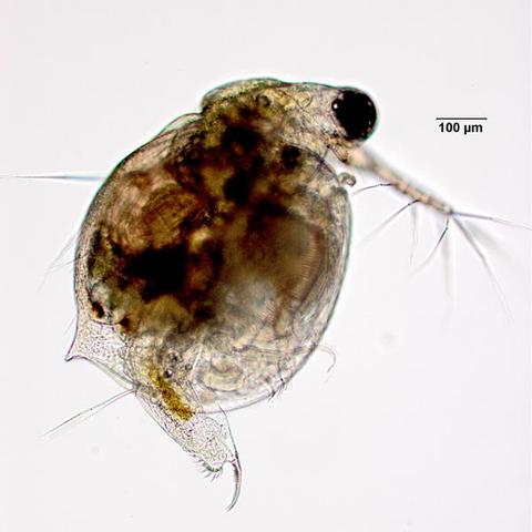 image/jpeg a microscopic photo of a oblong crustacean with a large black eye about 1 mm long based on a scale bar. A distinctive claw extends from the bottom with a very sharp point. Ceriodaphnia retriculata from An Image-Based Key To The Zooplankton Of North America 
https://cfb.unh.edu/cfbkey/html/index.html
