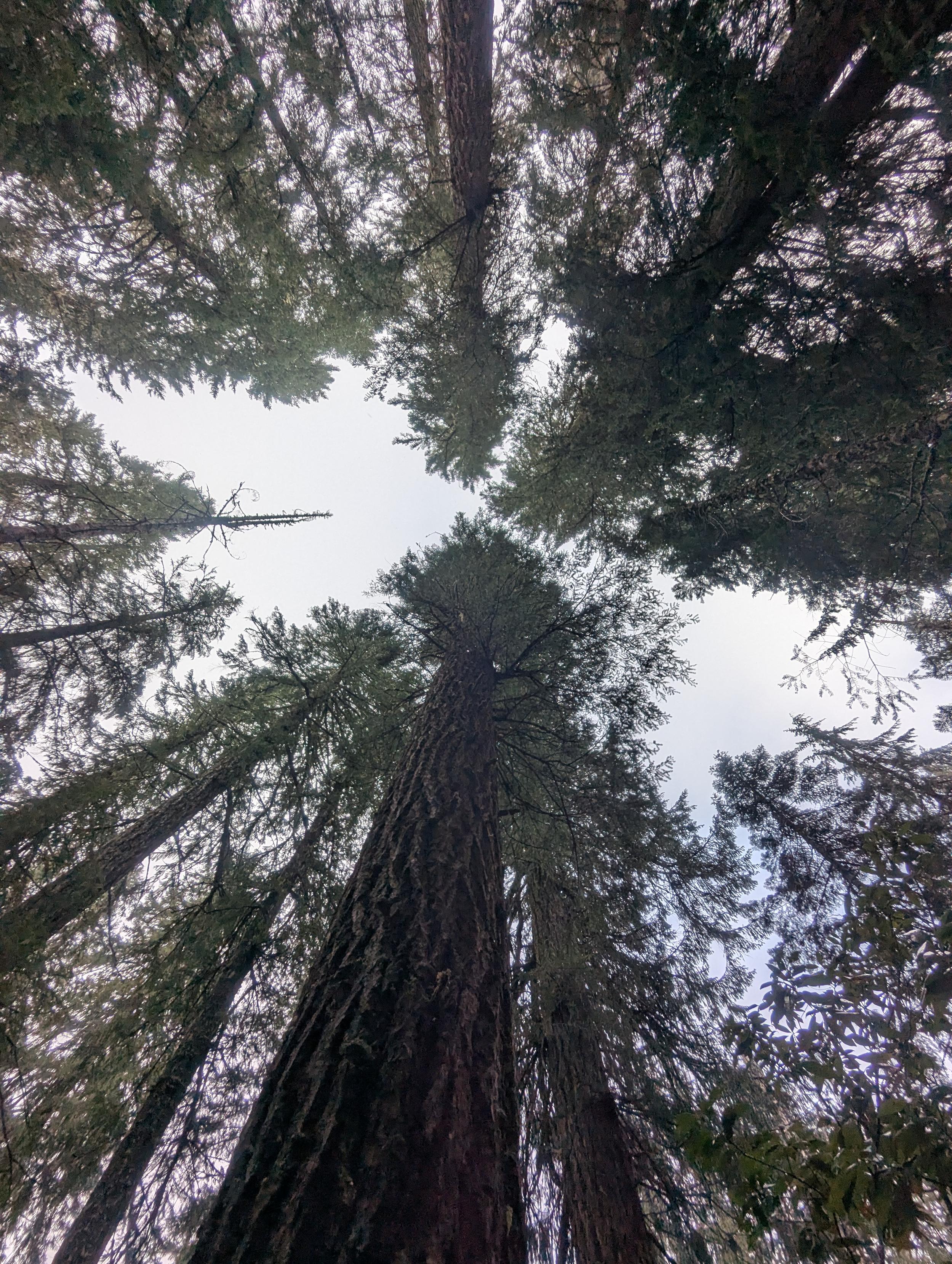 Massive conifer trees extend beyond view toward the grey sky.