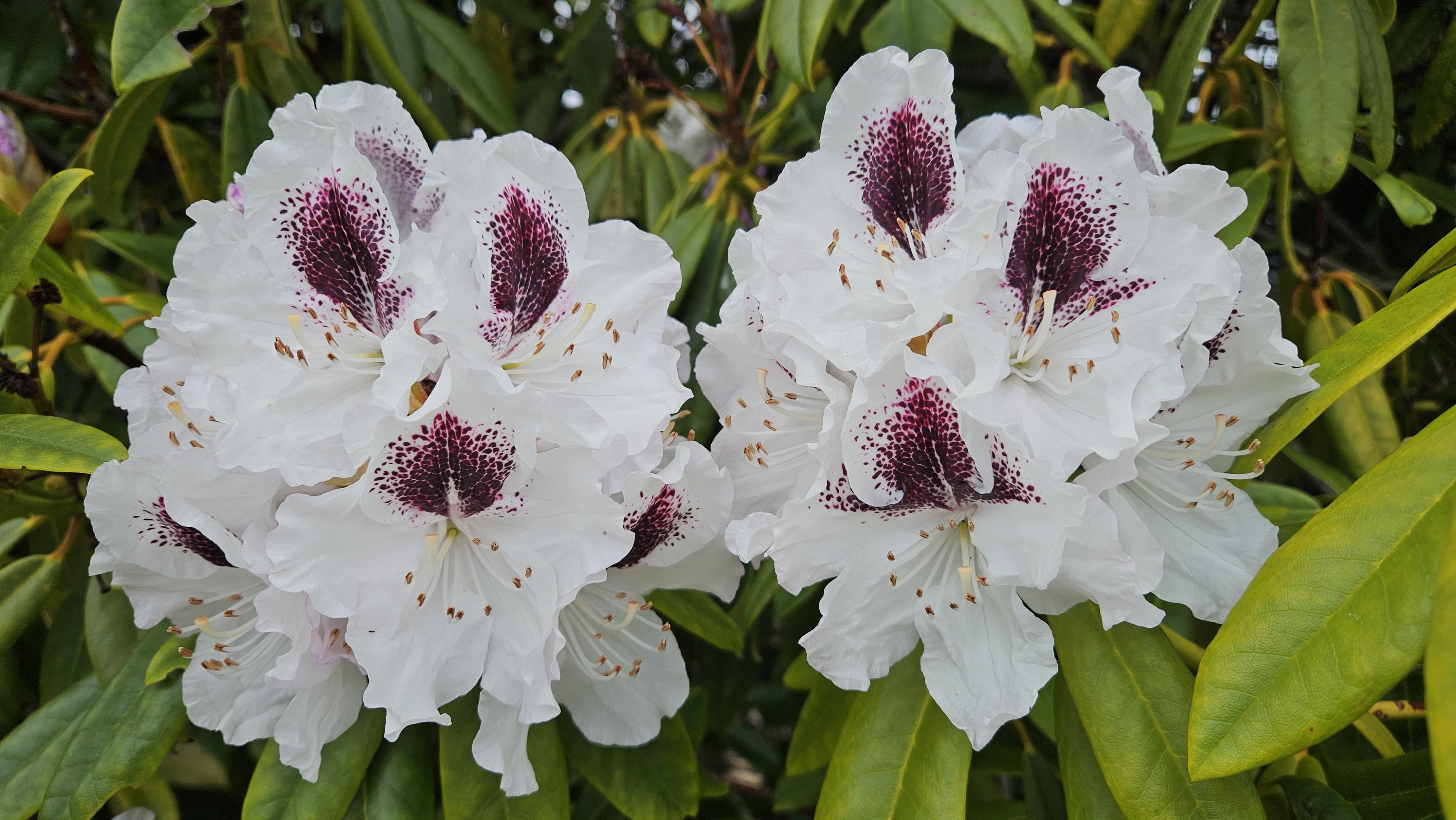 a pair of rhododendron bloom clusters, white flowers with deep burgundy centers