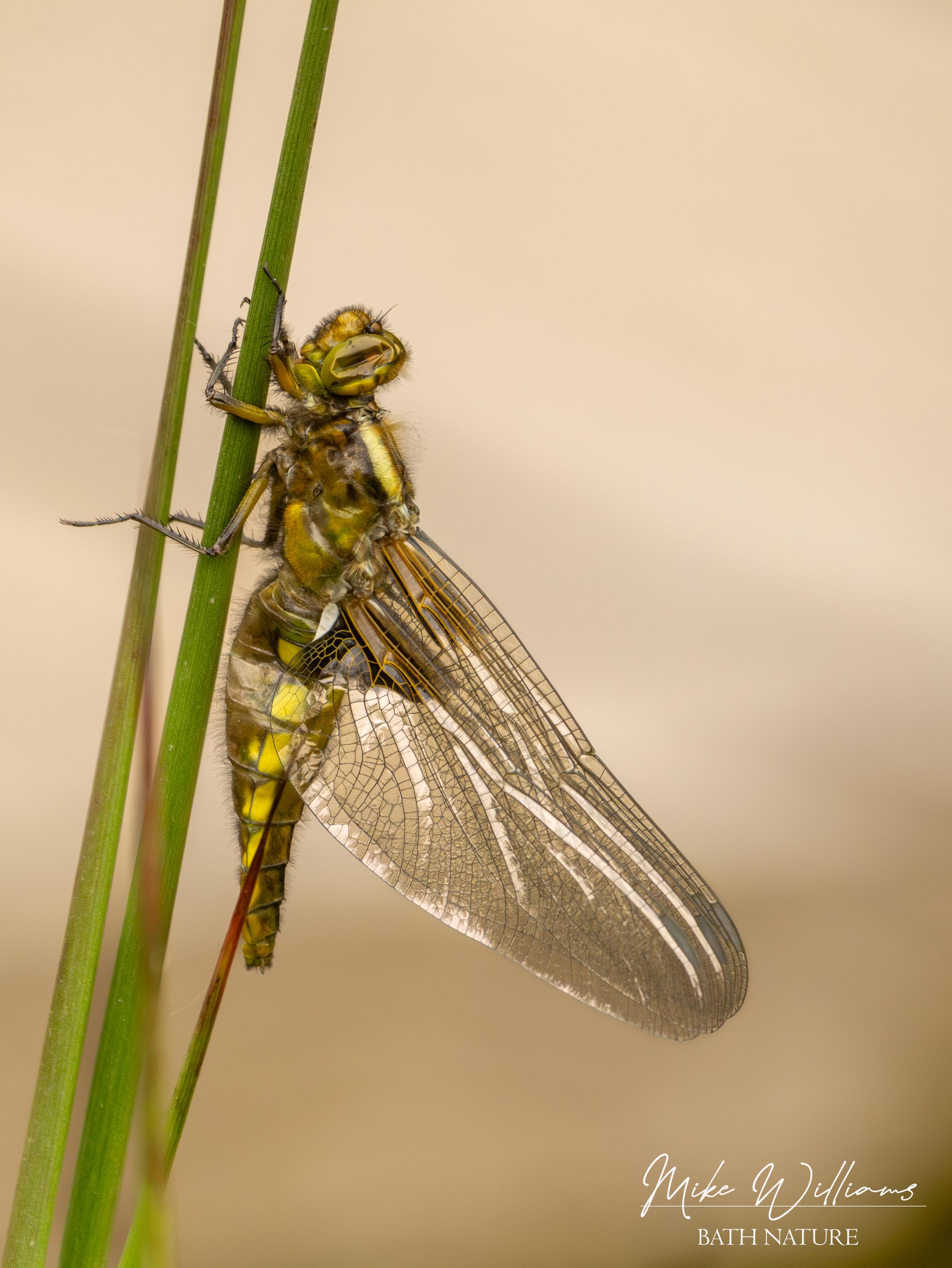 A freshly-emerged Broad-bodied Chaser dragonfly on a rush