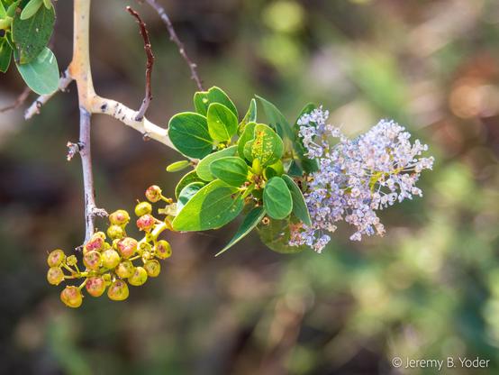 A slender branch, with striking smooth pale bark, with a clutch of bright green ovate leaves, a cluster of almost spherical green-and-red fruits, and a raceme of tiny pale blue flowers