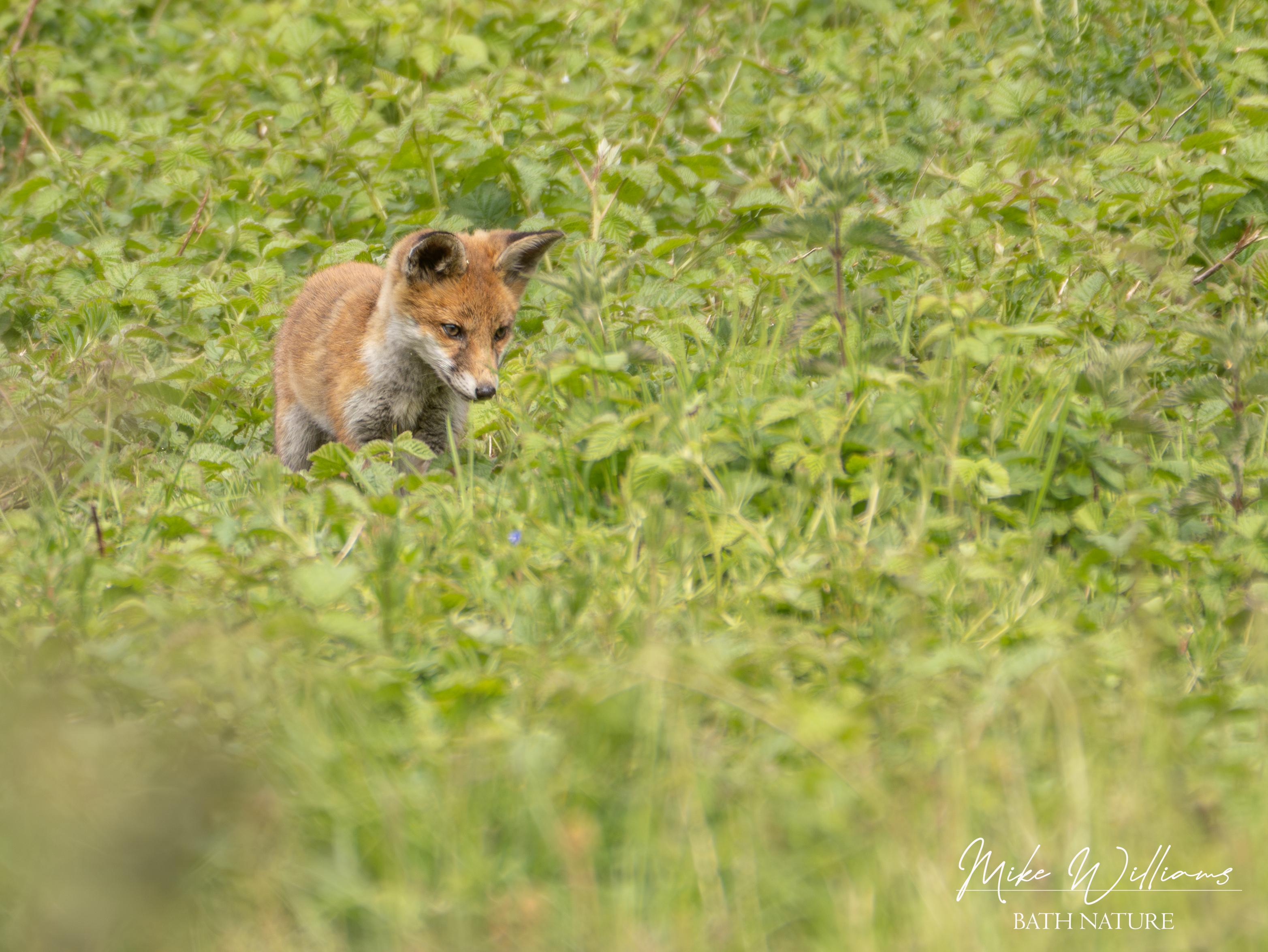 A Fox cub amongst low-growing brambles, staring intensely at something in the vegetation, possibly a meal.