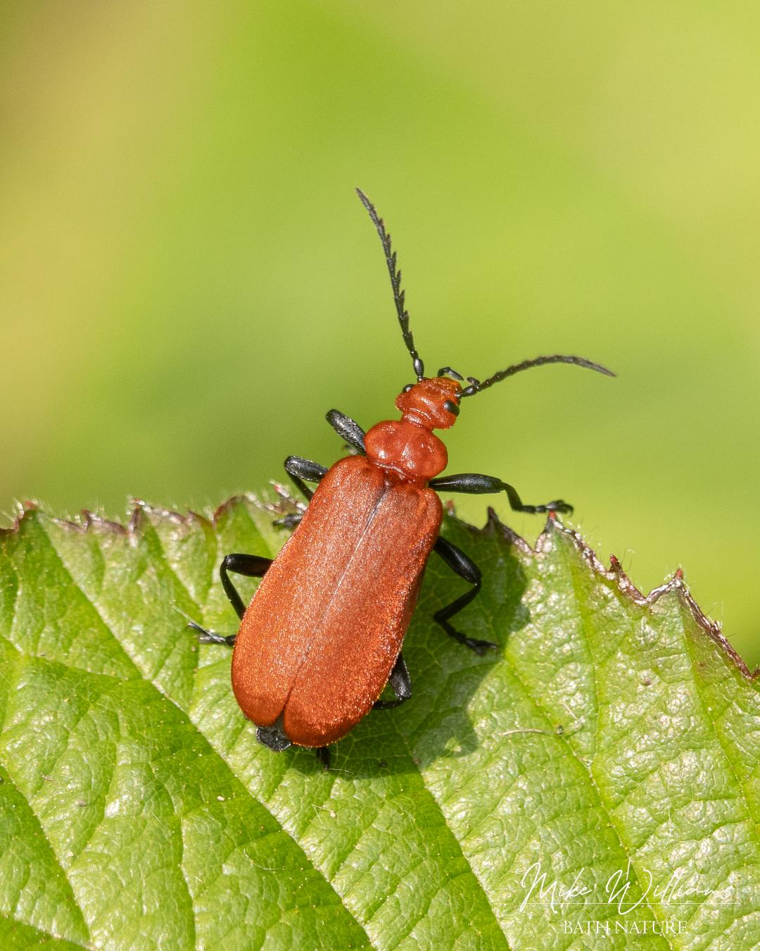 Red-headed Cardinal beetle