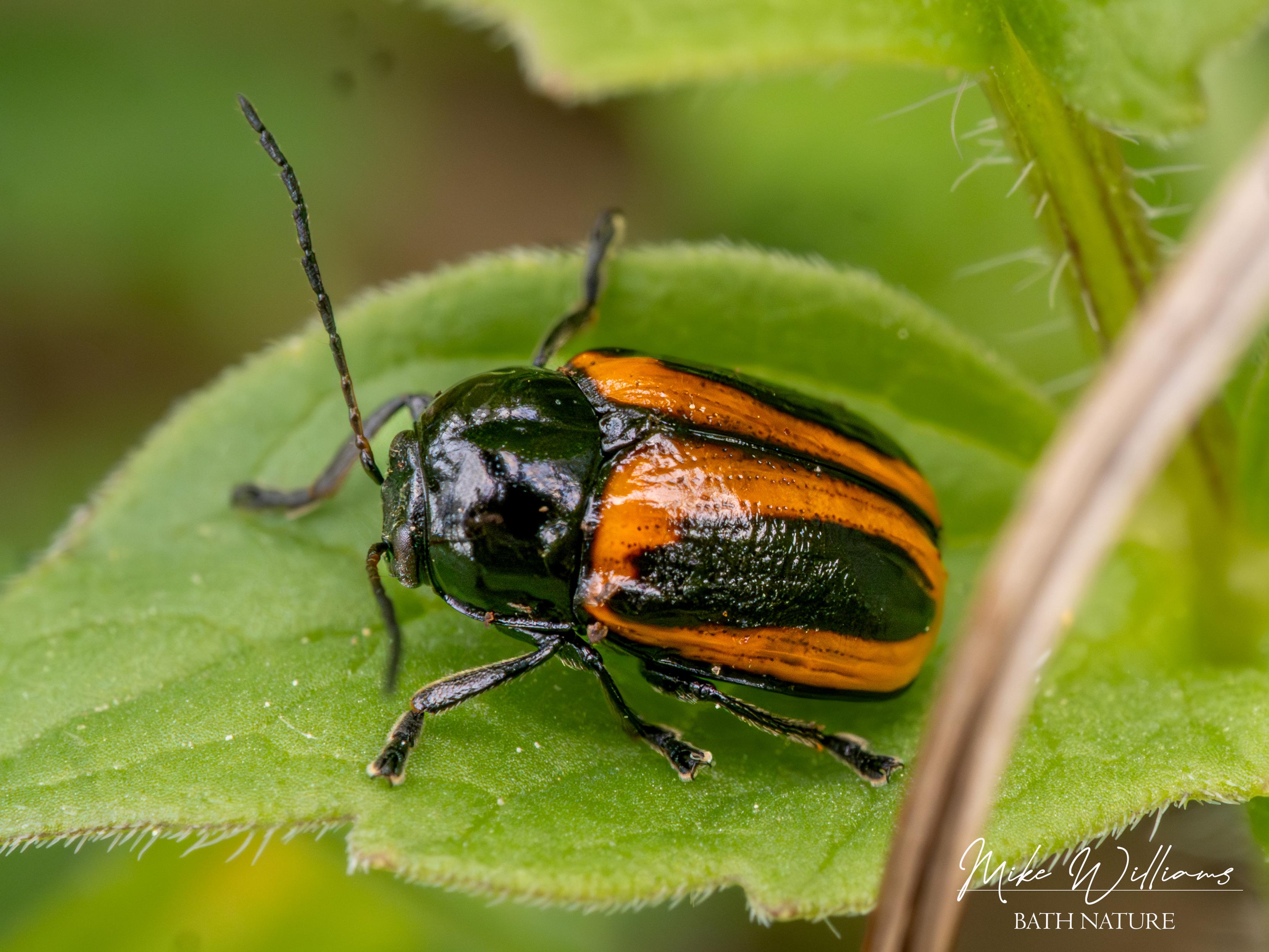 Cryptocephalus bipunctatus