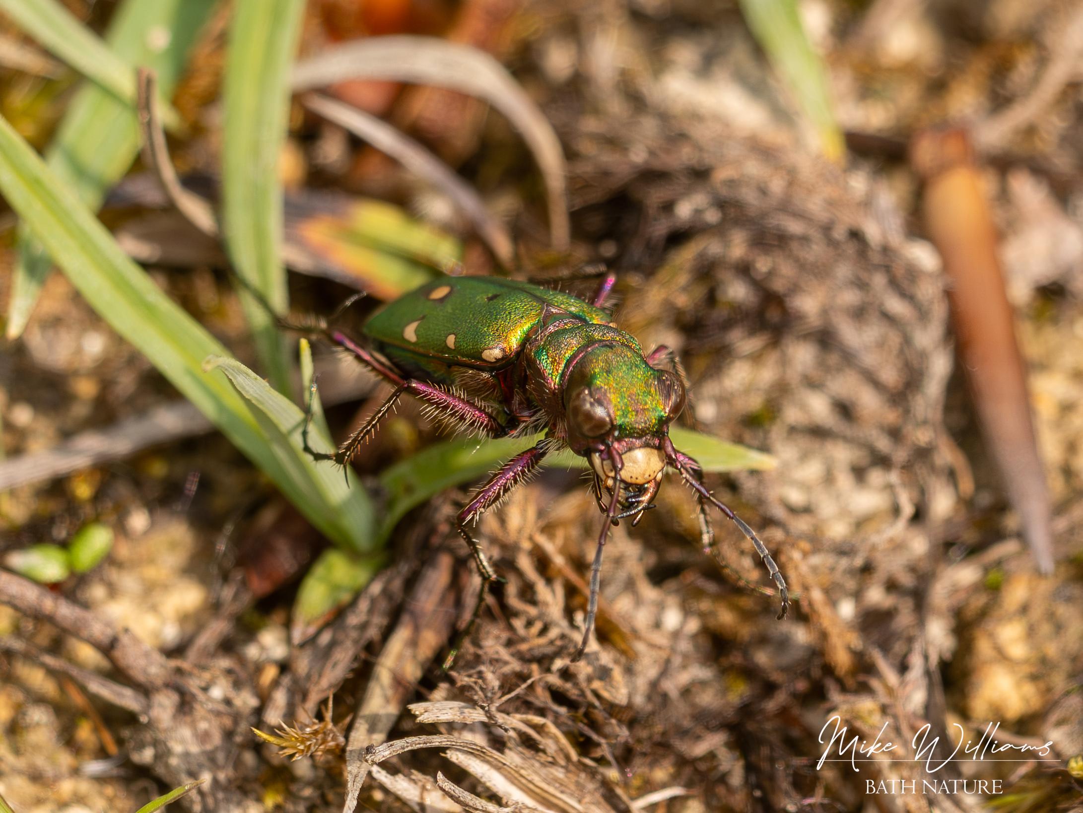 Green Tiger Beetle