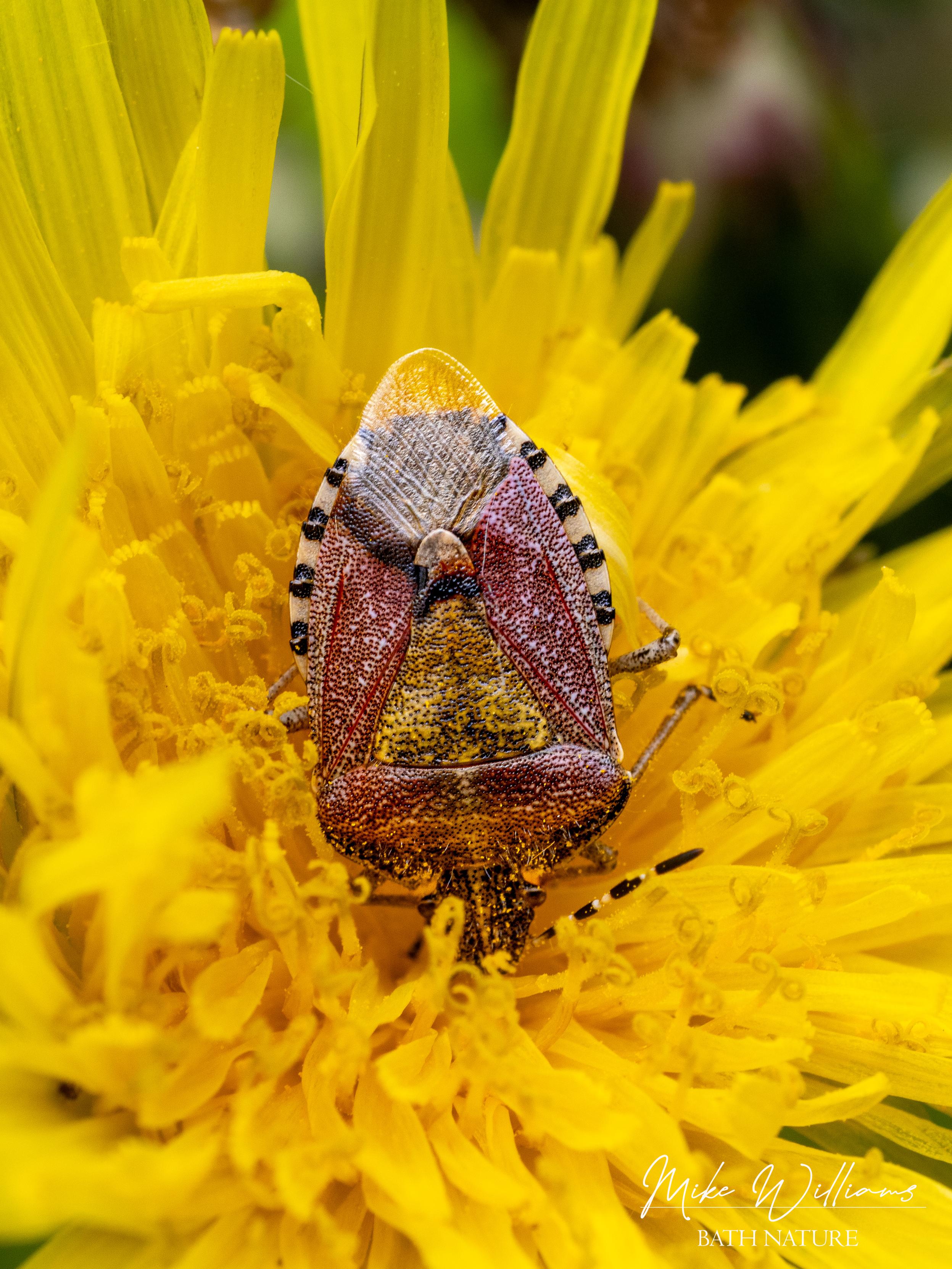 Hairy Shieldbug