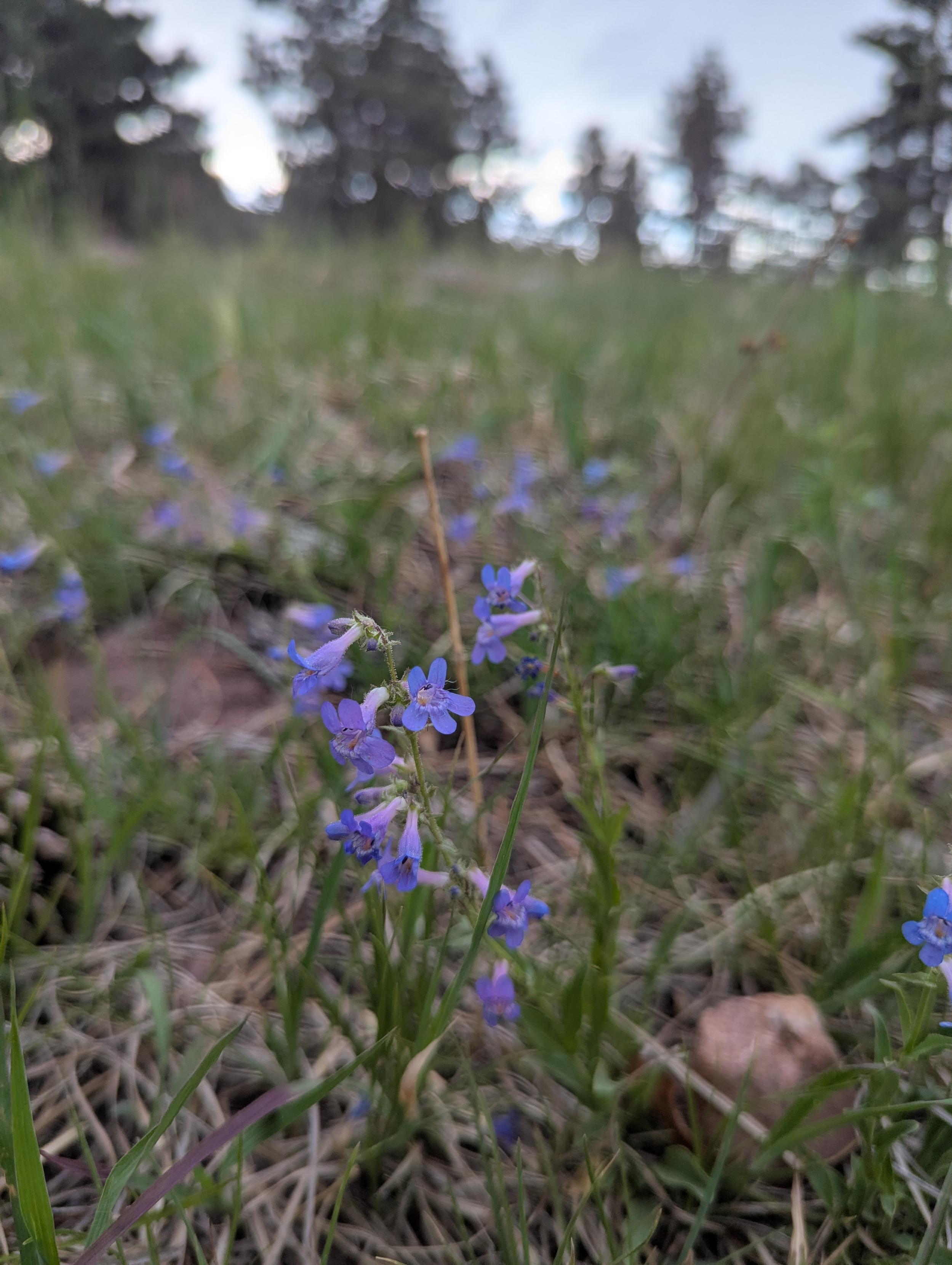 A stalk covered in delicate purple tubular flowers emerges from dull green surroundings