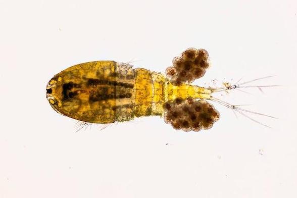 image/jpeg a bright orange tear-drop shaped crustacean with two distinct egg sacs.
Photo from: David Gifford.
https://www.shetlandlochs.com/species/eukaryota/animalia/arthropoda/maxillopoda/cyclopoida/cyclopoida/cyclops/abyssorum/