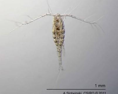 image/jpeg a photomicrograph of a long, thin, brownish, torpedo shaped crustacean with bristled antennae, a bright red eye spot. Scale bar indicates the animal is about 1 mm long. Photo from A Slotwinski, CSIRO 2011.