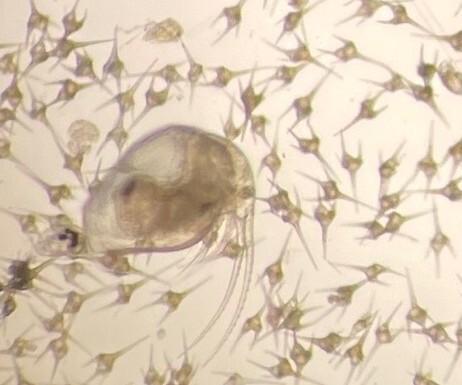 A brightfield microscope image of a Bosmina zooplankton surrounded by hundreds of armoured Ceratium algae with long spines, which are much too large for it to consume. Photo from DFO, public domain.