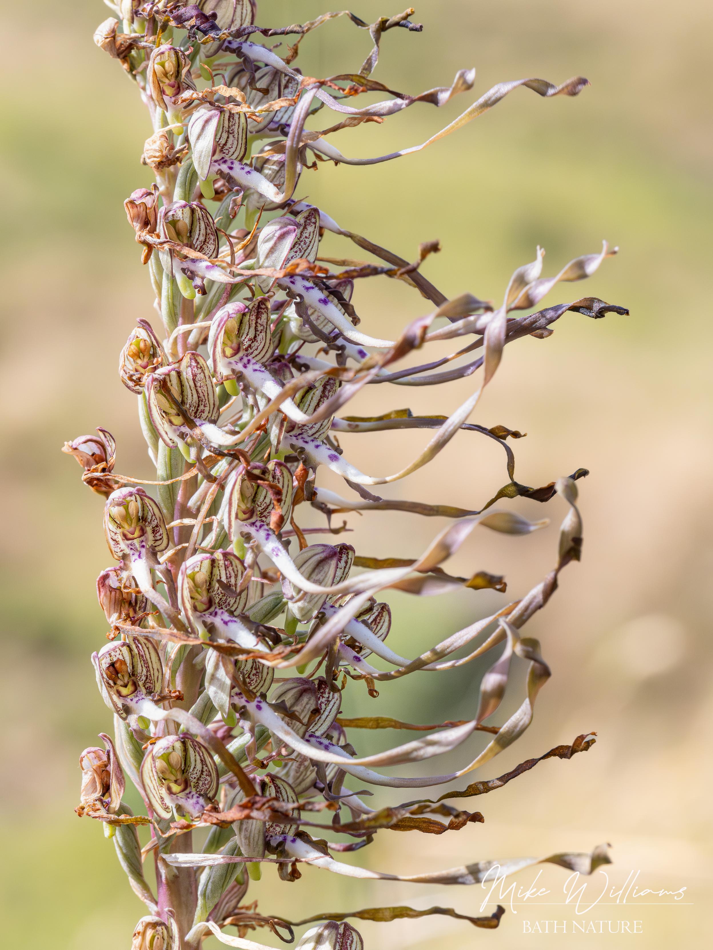 Lizard Orchid