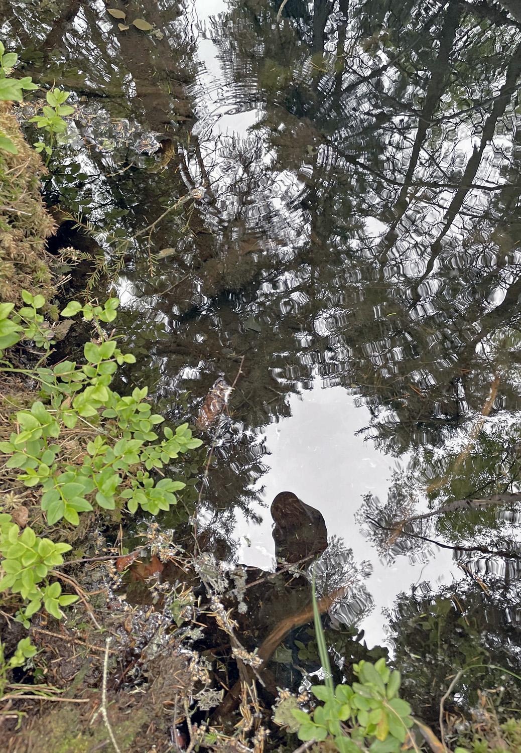 Allikkolähteen reuna ja vedenpintaa. Lähteen reunassa on heleänvihreitä mustikanvarpuja, ja lähteen veden läpi erottuu pohjassa olevia puunjuuria ja lahopuun kappaleita. Vedenpinnasta heijastuu ympäröiviä puita ja kirkasta valkoista taivasta vasten ihmisen siluetti.