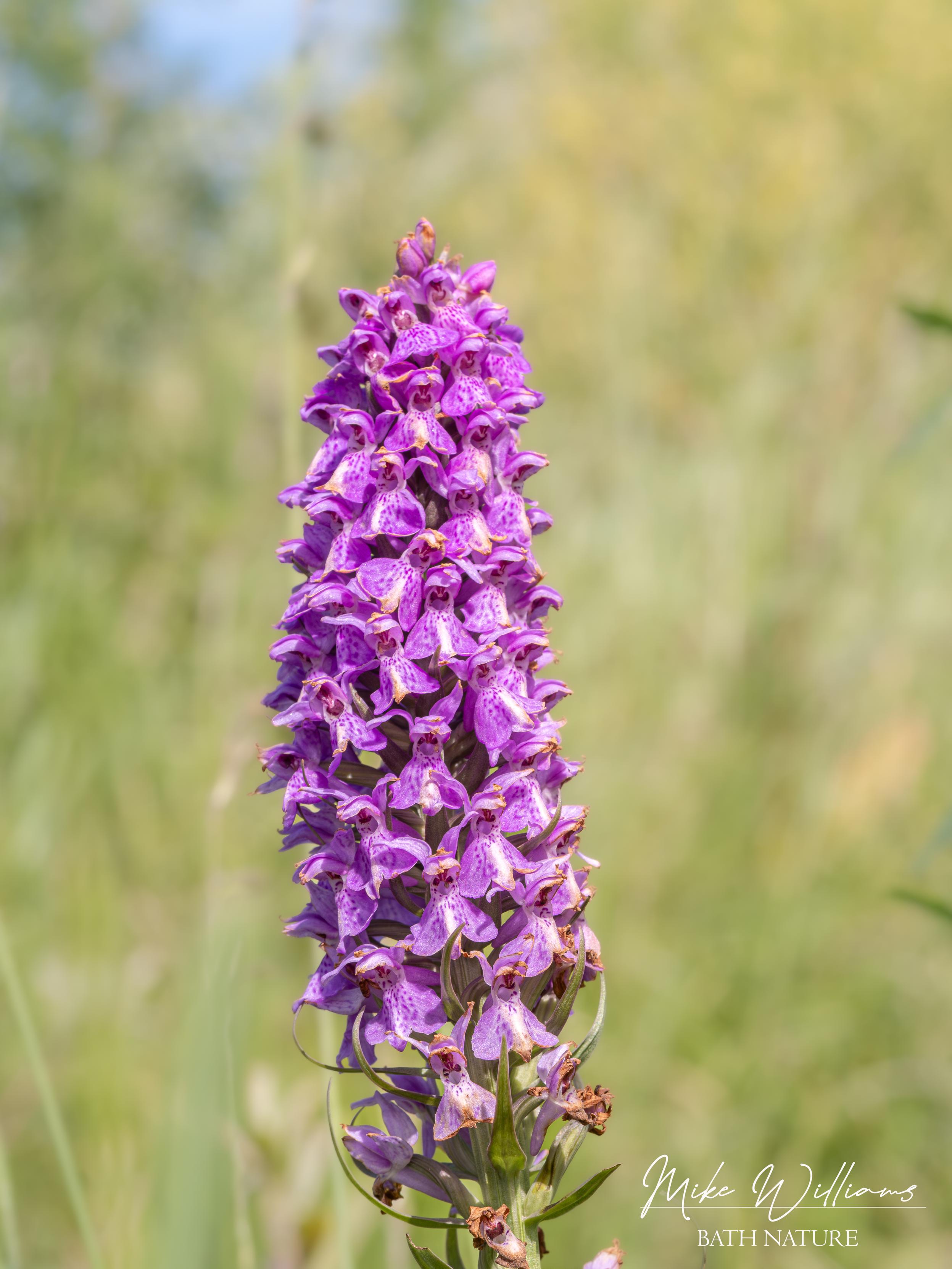 Southern Marsh Orchid