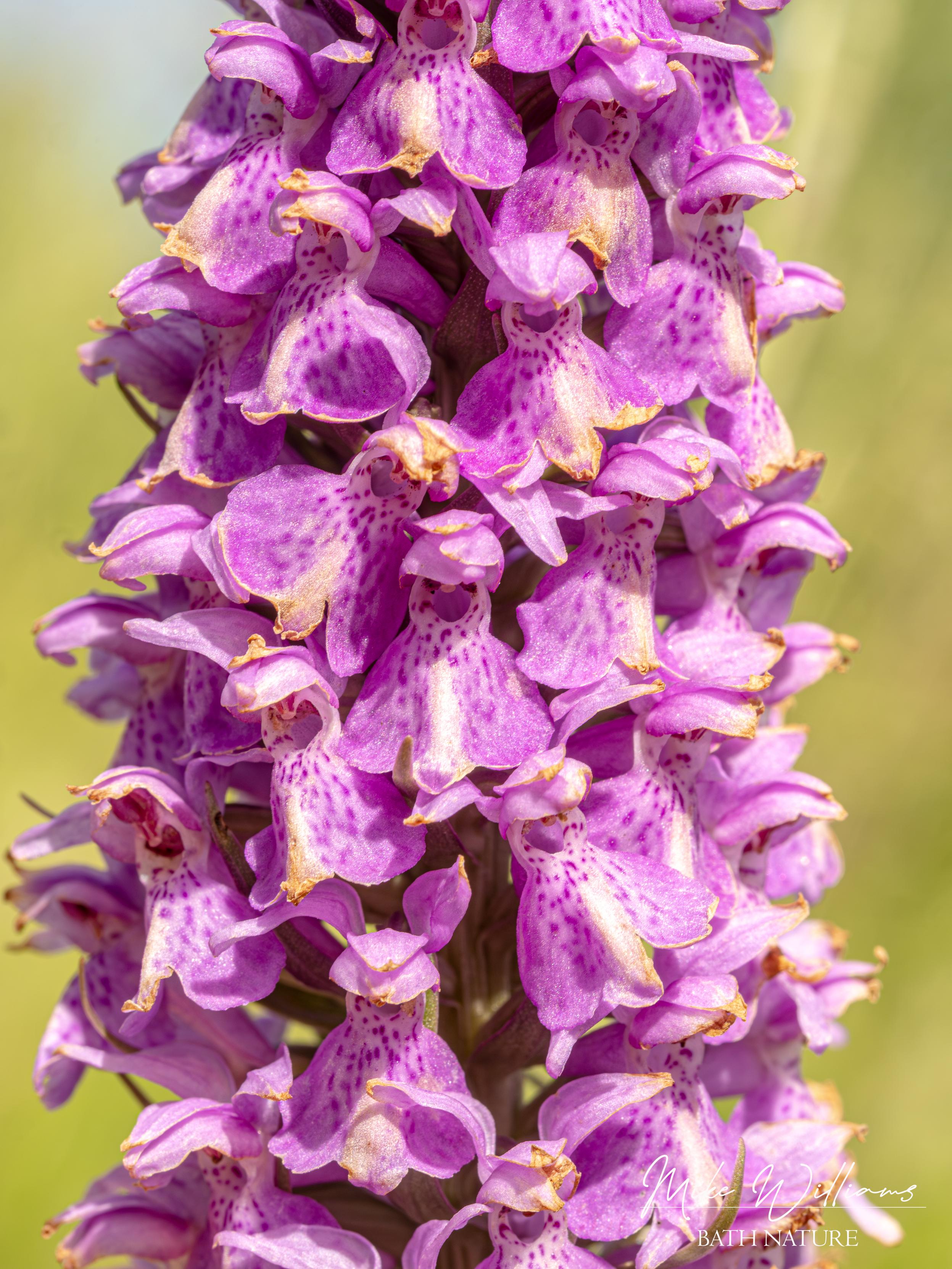 Southern Marsh Orchid