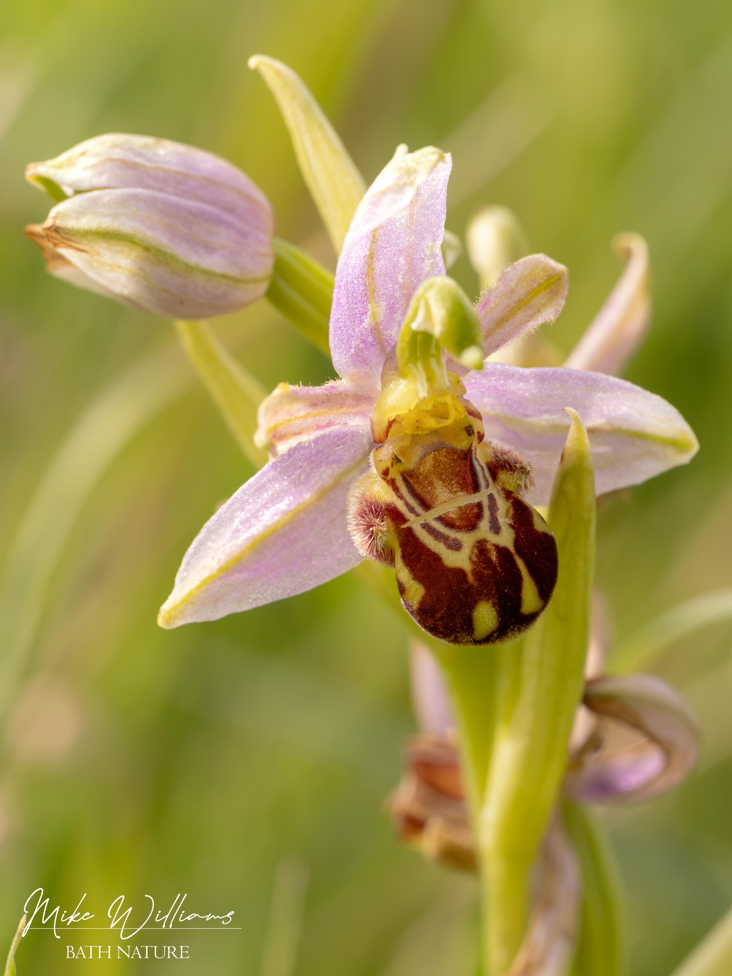 Bee Orchid