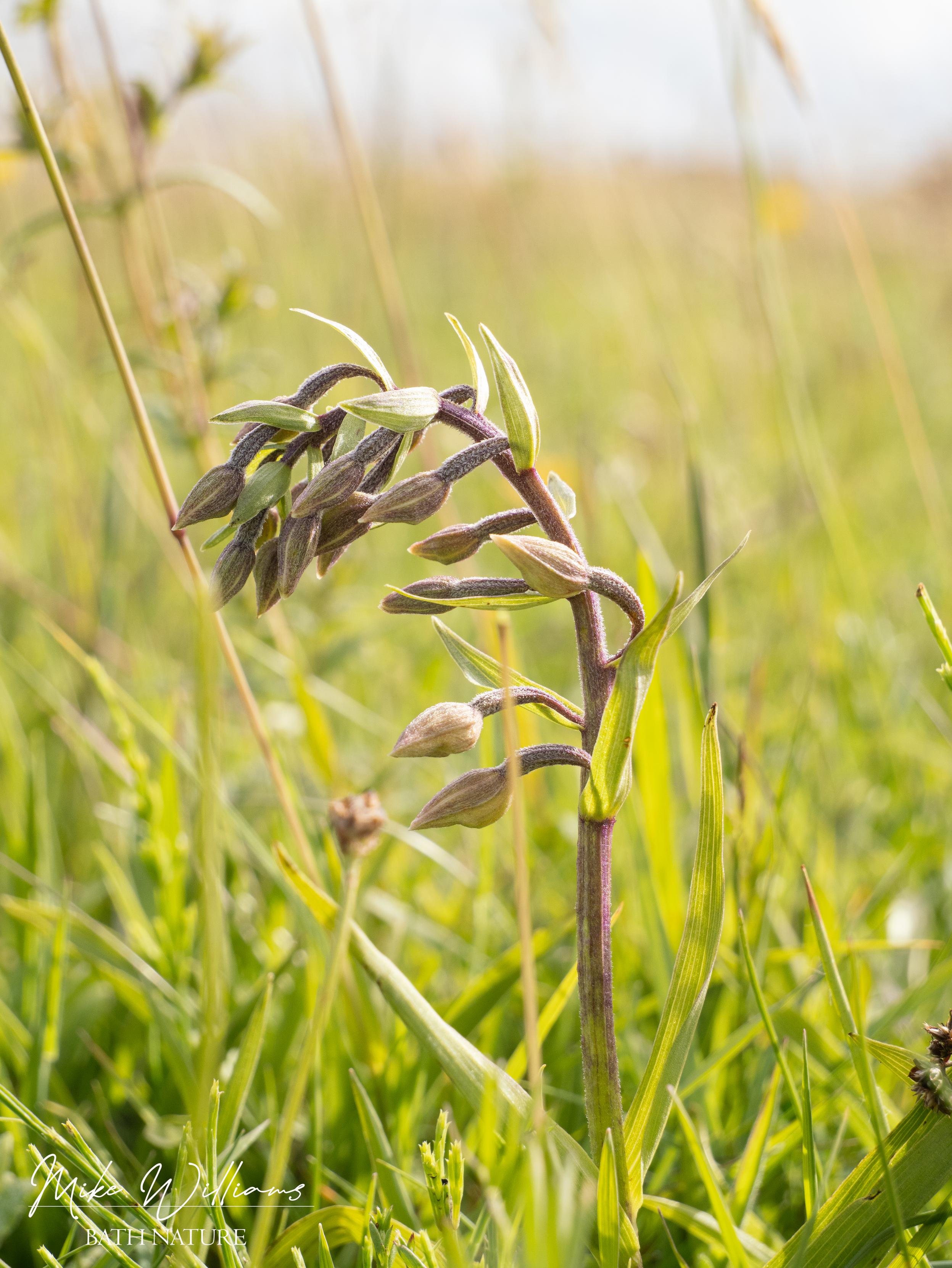 Marsh Helleborine
