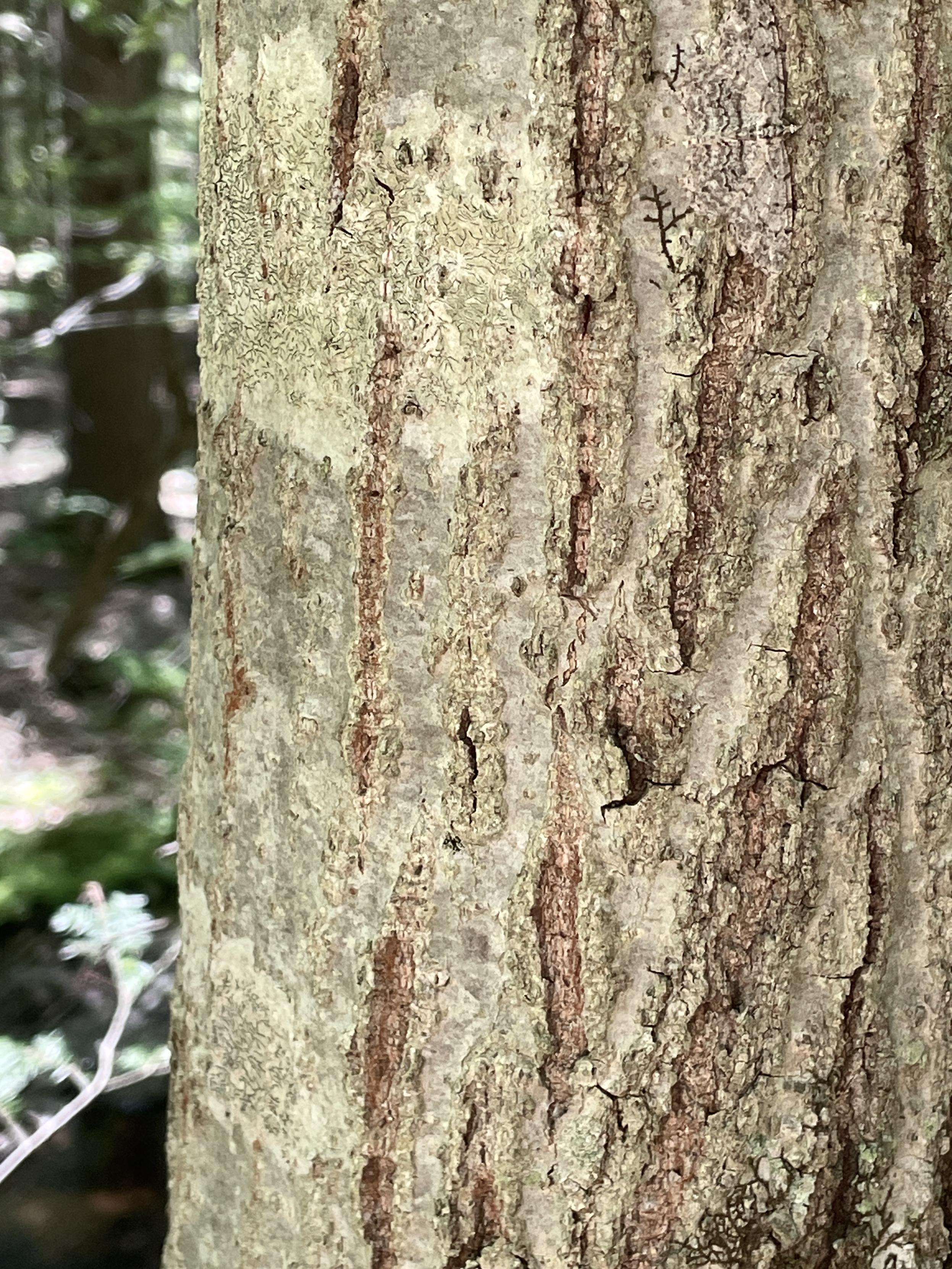 Closeup of an elm tree trunk. Its bark is light grey with a splotch of lighter lichen toward the upper left. There are several brown furrows running vertically in the bark. In the upper right corner is a Brown-shaded Grey Moth just chilling out. I saw it land and even I knew exactly where it was, it still took a minute to find it. 🤭 Its wrong are spread out and it’s facing to the right. Its coloring is exactly the same as the bark.