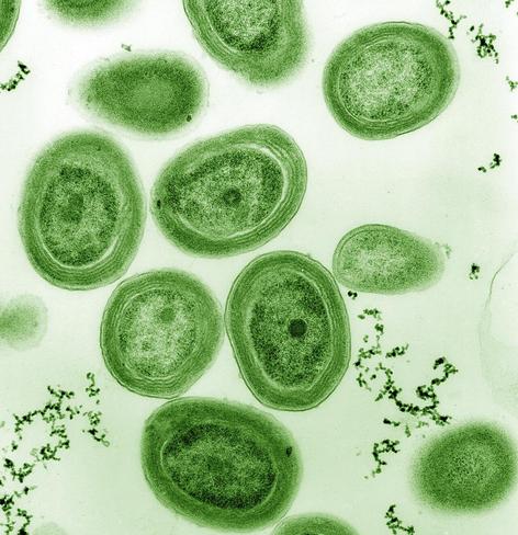 image/jpeg a number of oval bright green cells with internal ringed structures is seen in a coloured transmission electron microscope image. Source: Luke Thompson from Chisholm Lab and Nikki Watson from Whitehead, MIT. CCO 1.0 public domain.