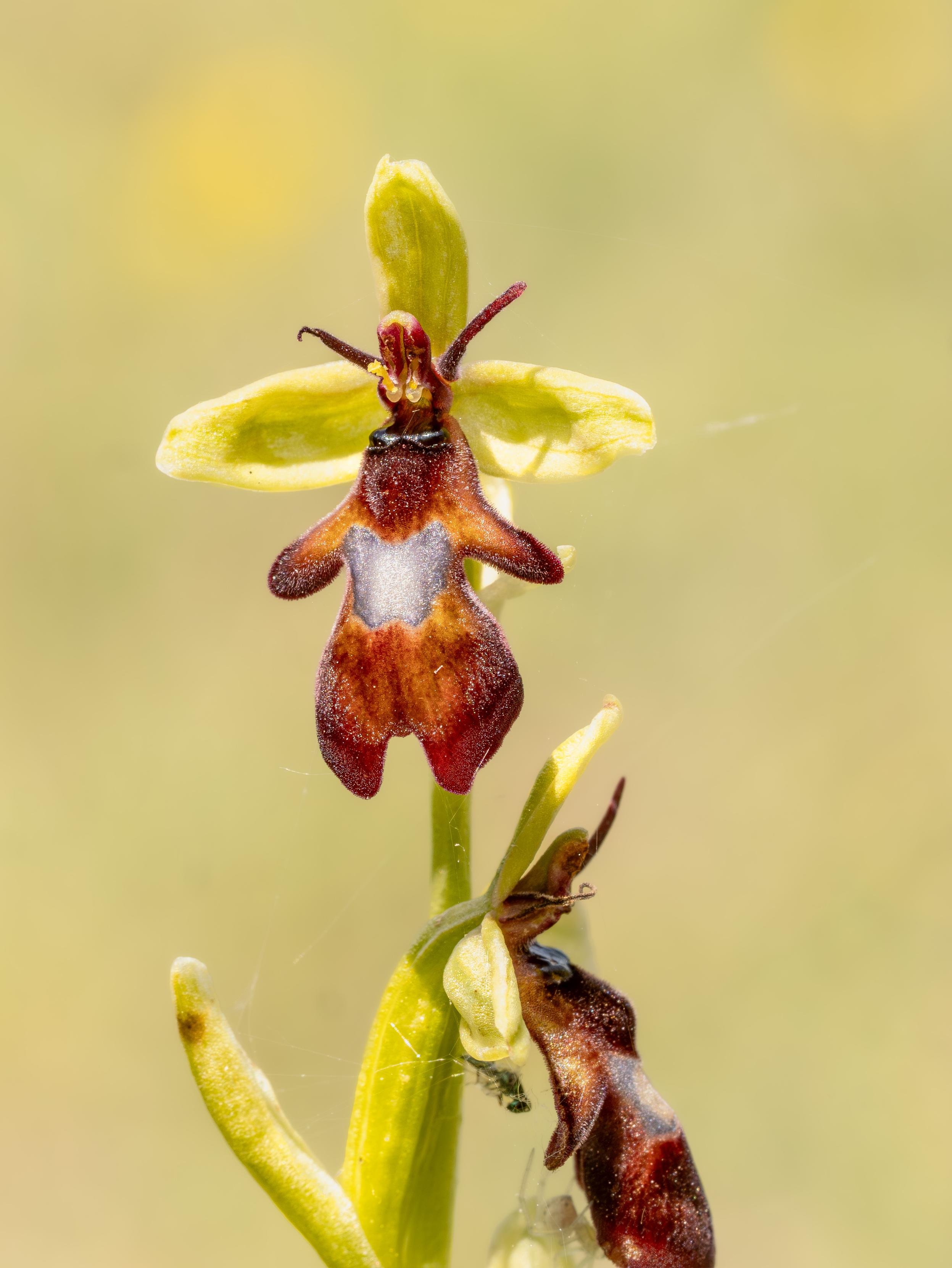 Fly Orchid