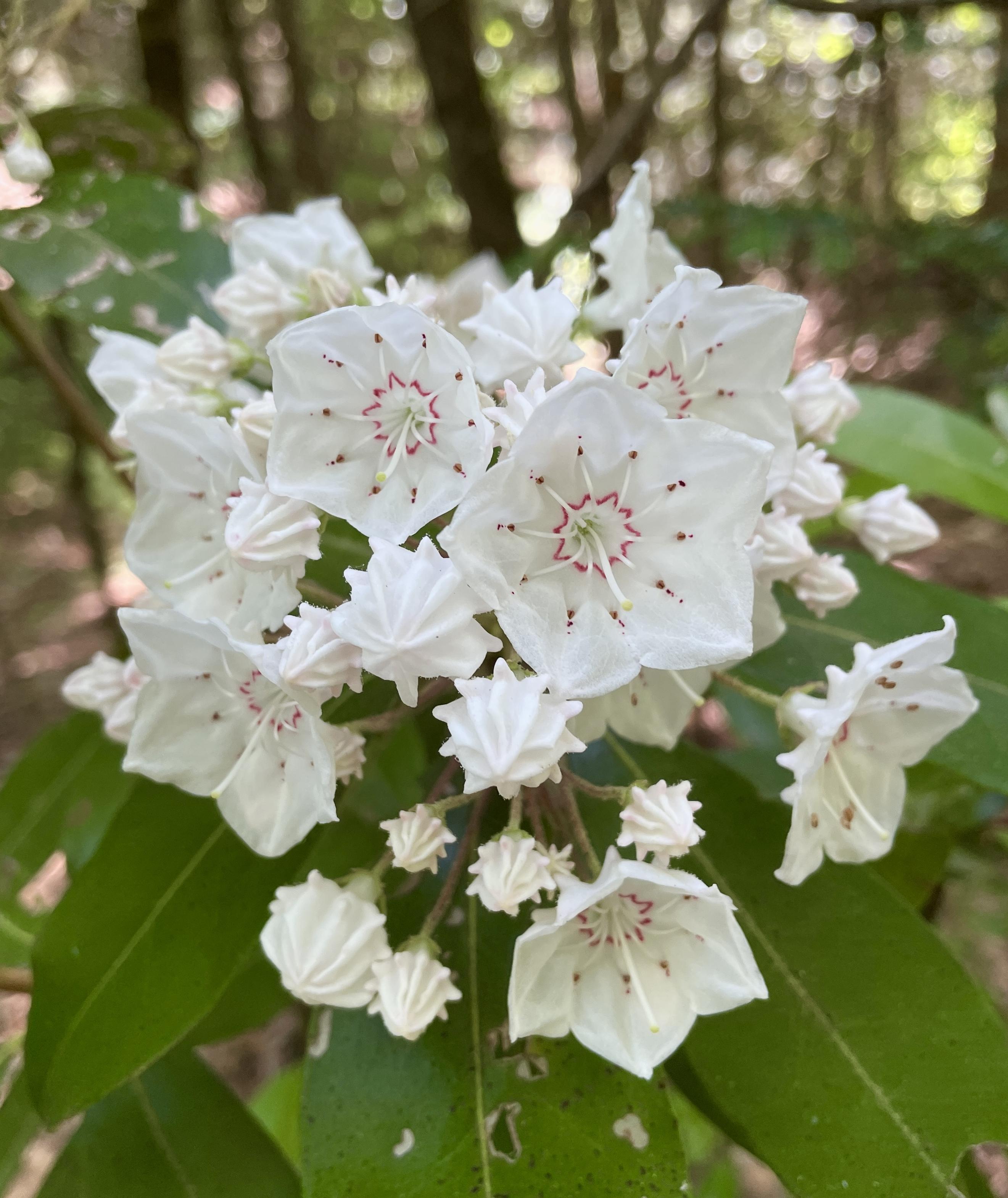 Closeup of a bundle of laurel blooms, some open and some not yet so. The open ones resemble very chubby starfishes with rounded edges. They have delicate greens and dark pinks inside. The closed ones look like ridged thimbles pointed downward. The plant is growing in the forest.