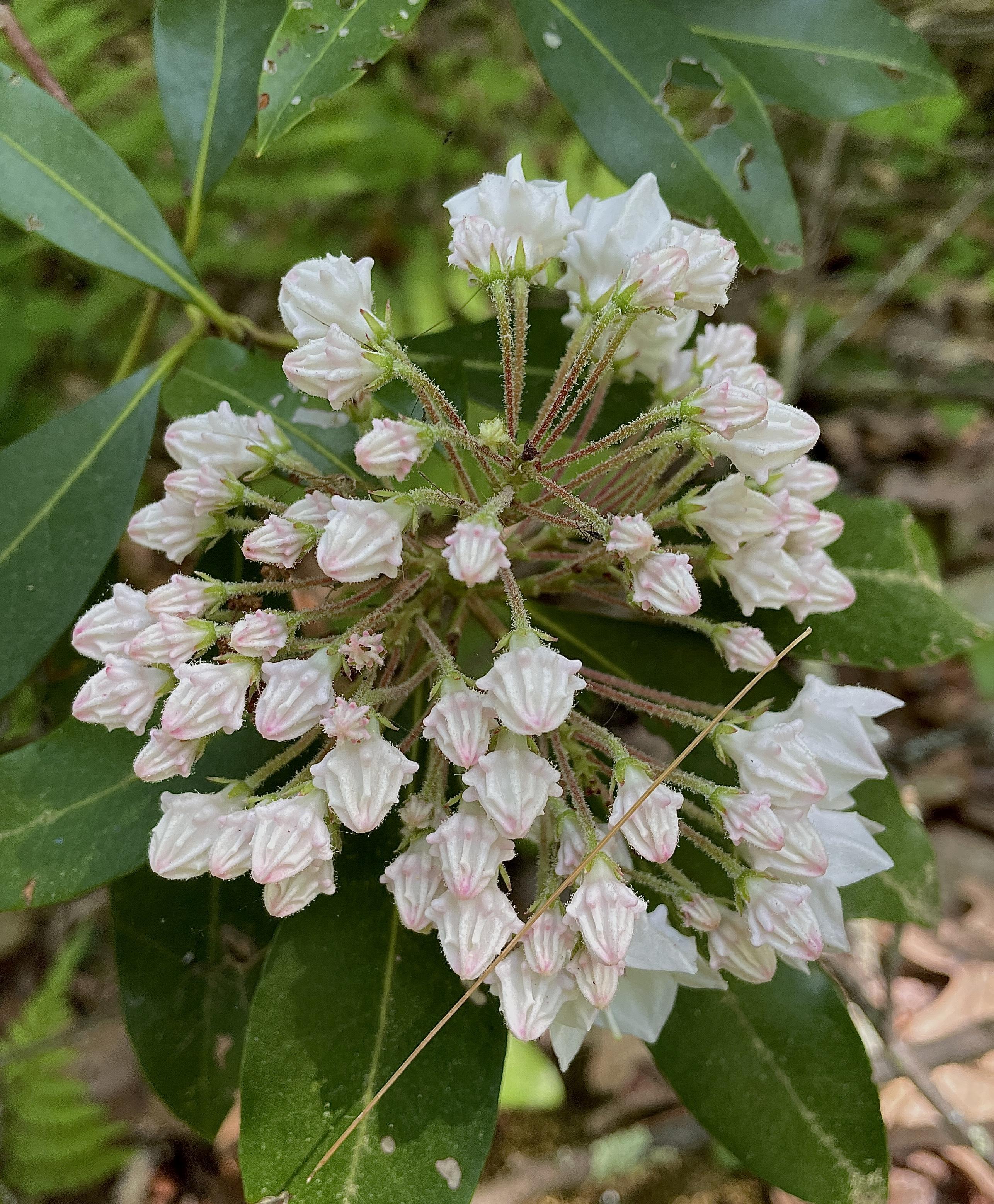 A large bundle of laurel blooms that haven’t quite opened. Each looks a bit like a white and pink ridged gumdrop on a stem that’s maroon and speckled green. Most are drooping downward.