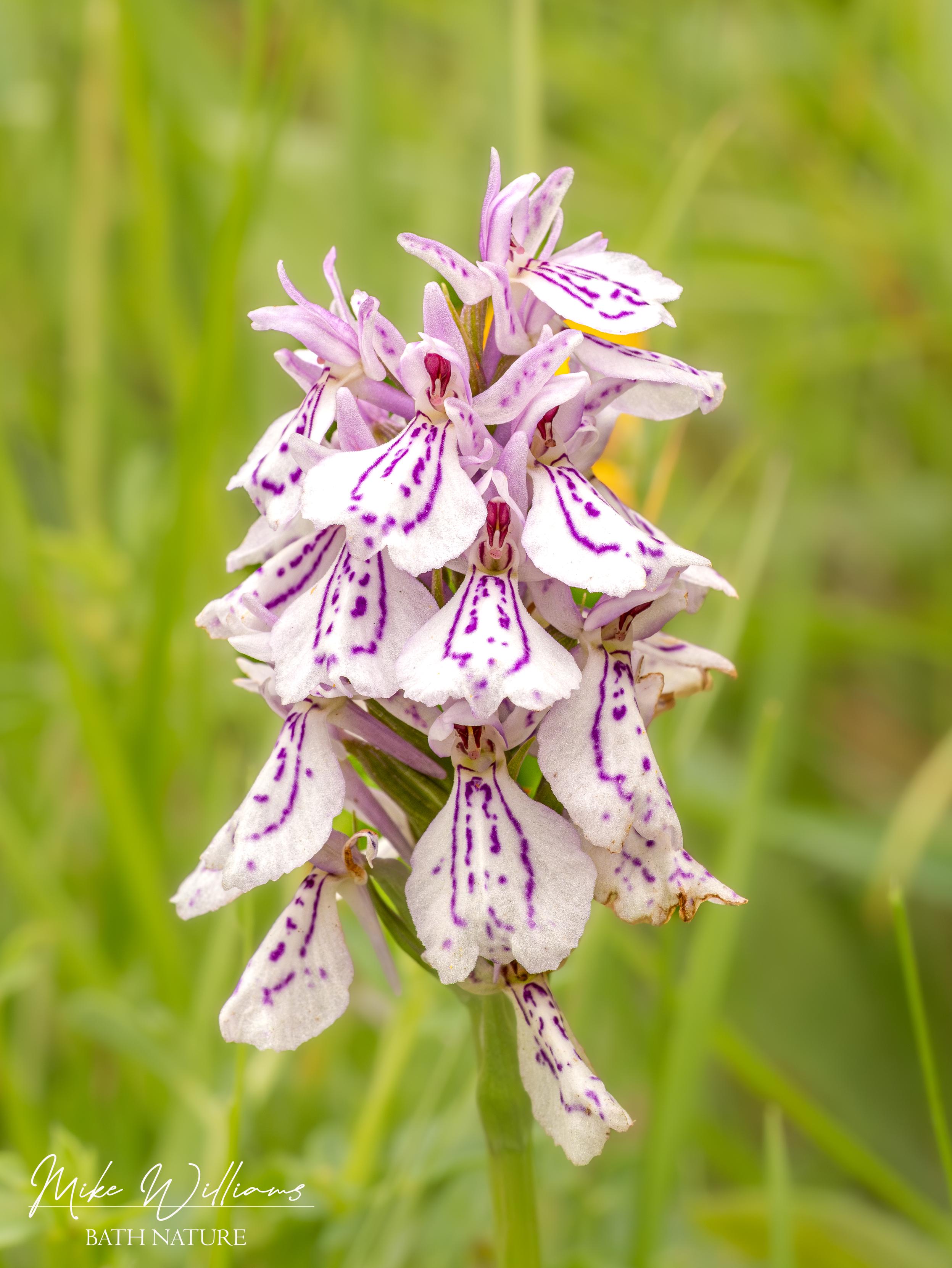 Heath Spotted Orchid