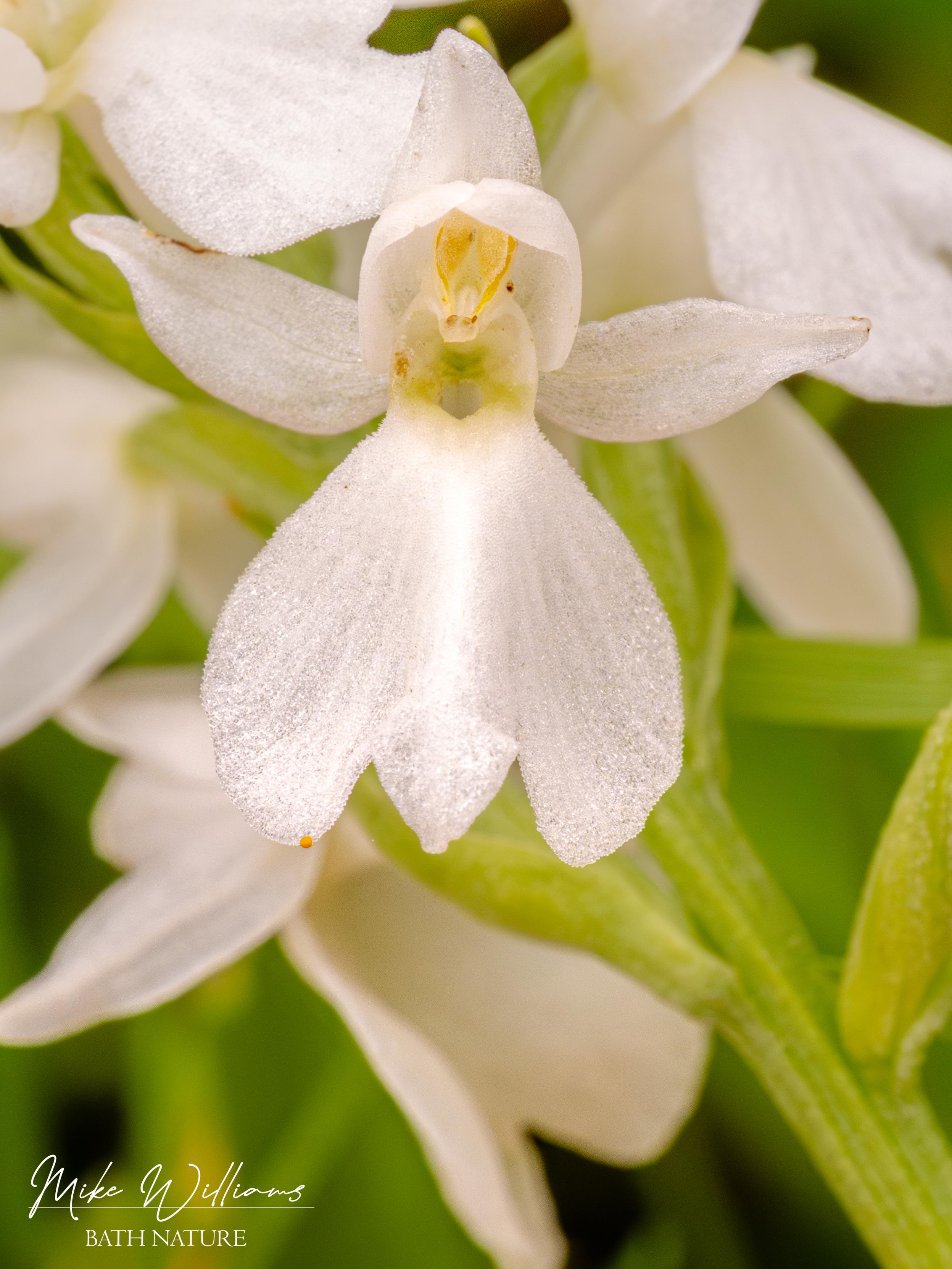 Heath Spotted Orchid