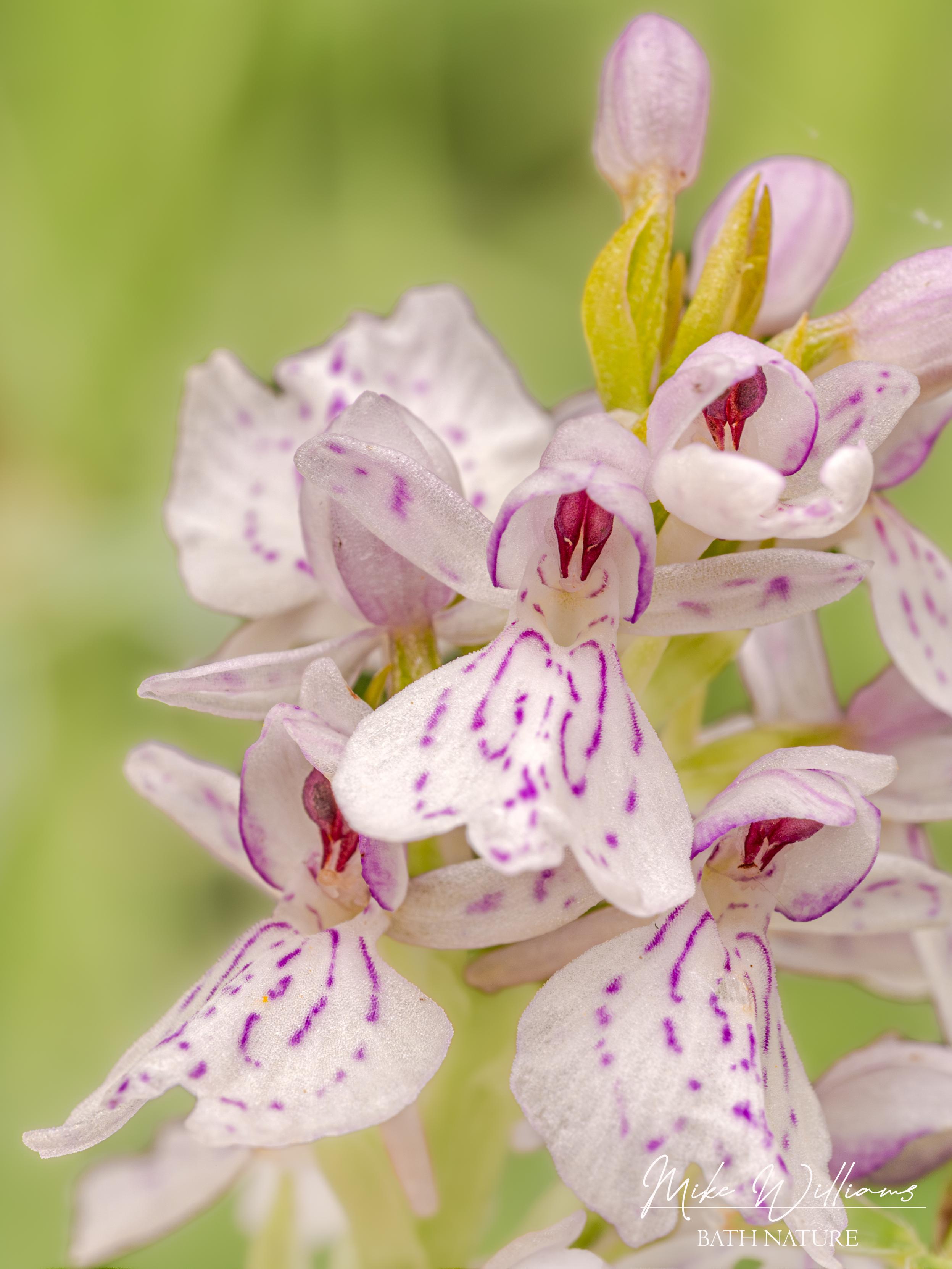 Heath Spotted Orchid