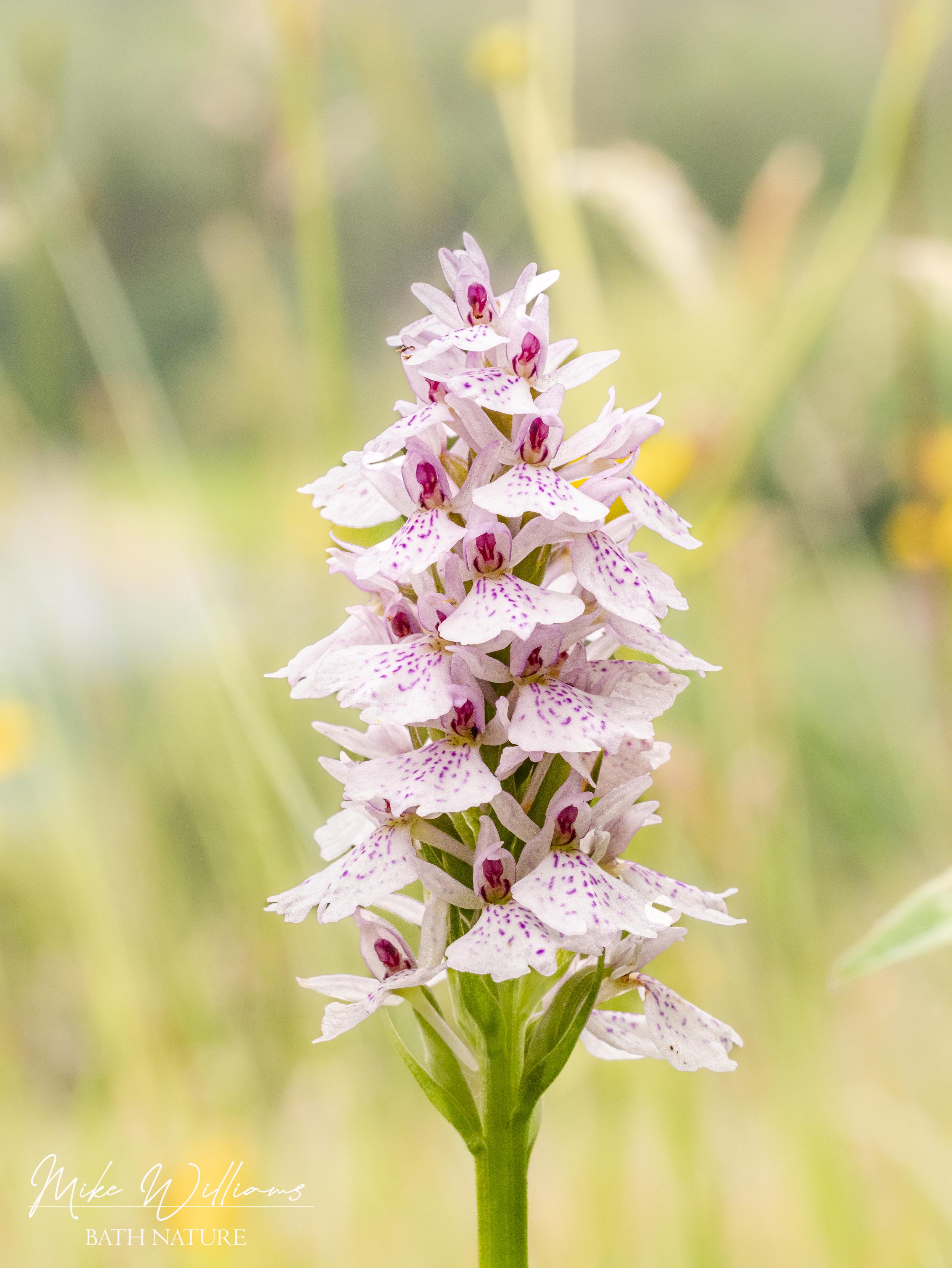 Heath Spotted Orchid