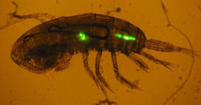 image/jpeg a microscope image of a crustacean shrimp-like copepod with bright green fluorescent particles in its gut. Photo from Plymouth Marine Laboratory (PML).
