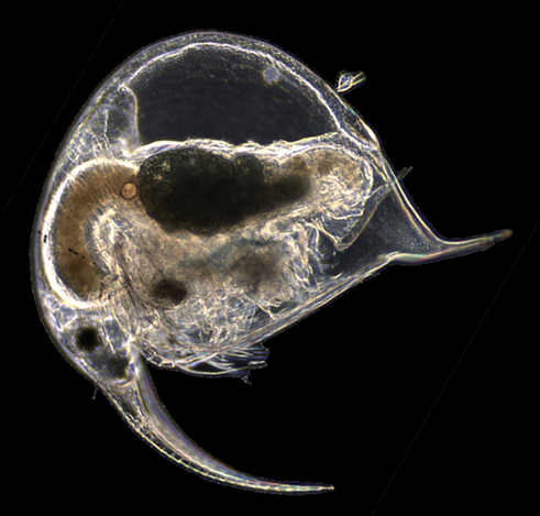 A tiny crustacean zooplankton with a long spine "nose" looks like a elephant or the Mastodon logo. Bosmina longirostis.