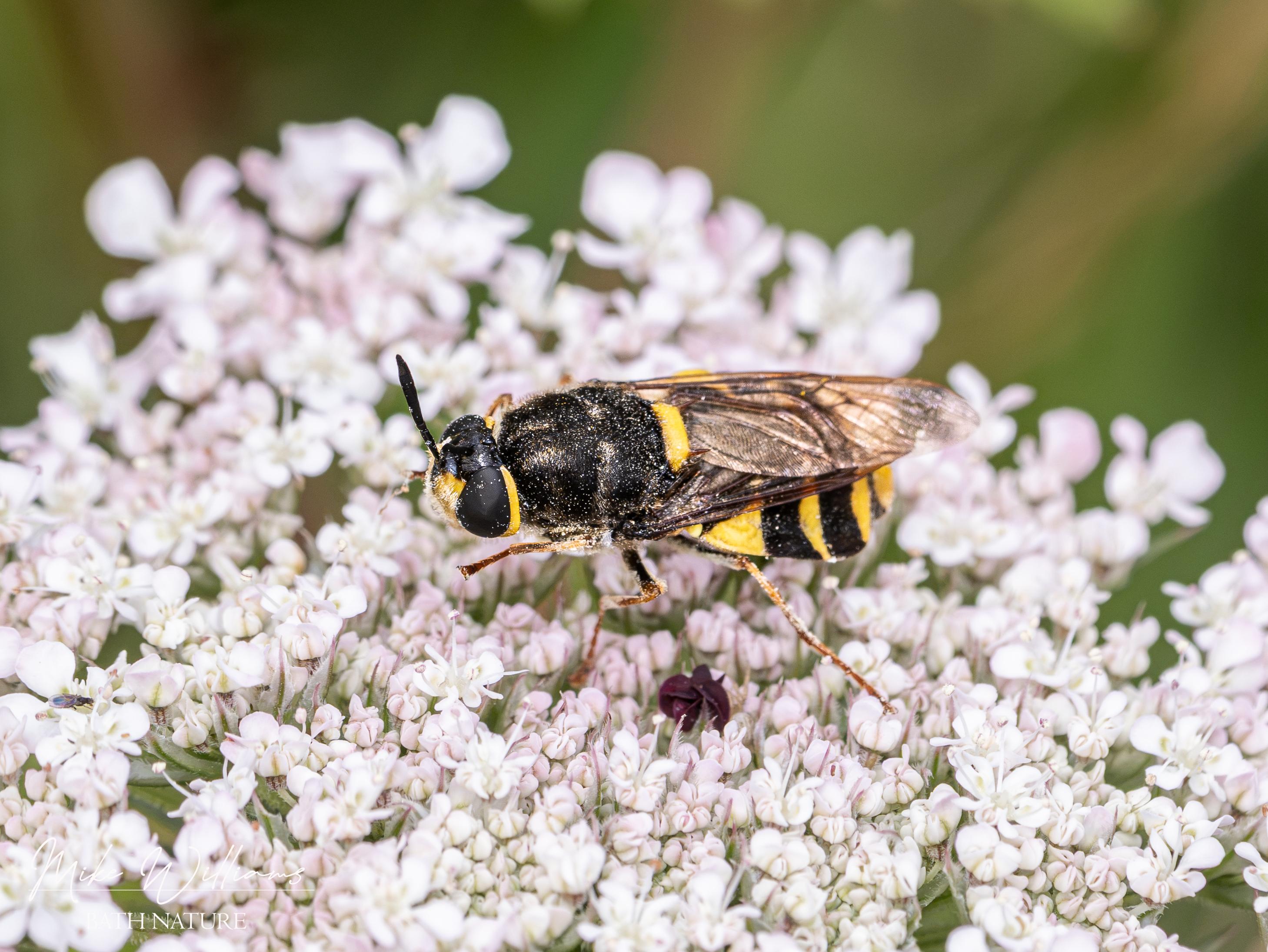 Banded General soldierfly on a Wild Carrot flowerhead