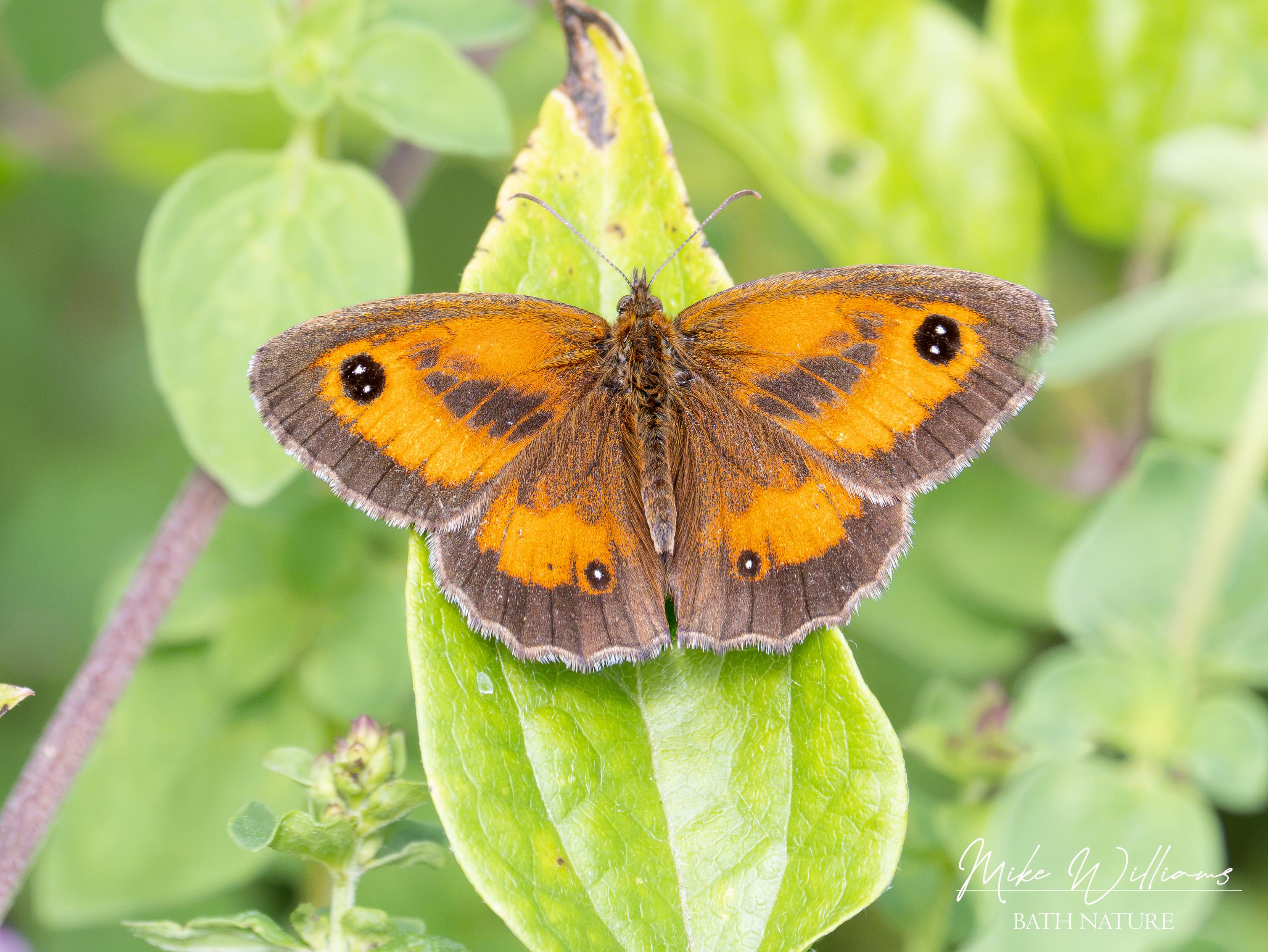 Gatekeeper