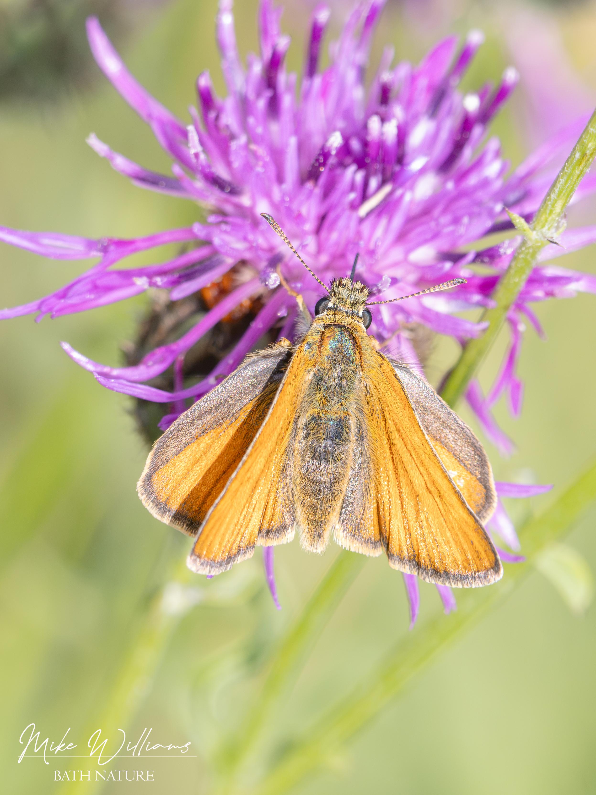Essex Skipper