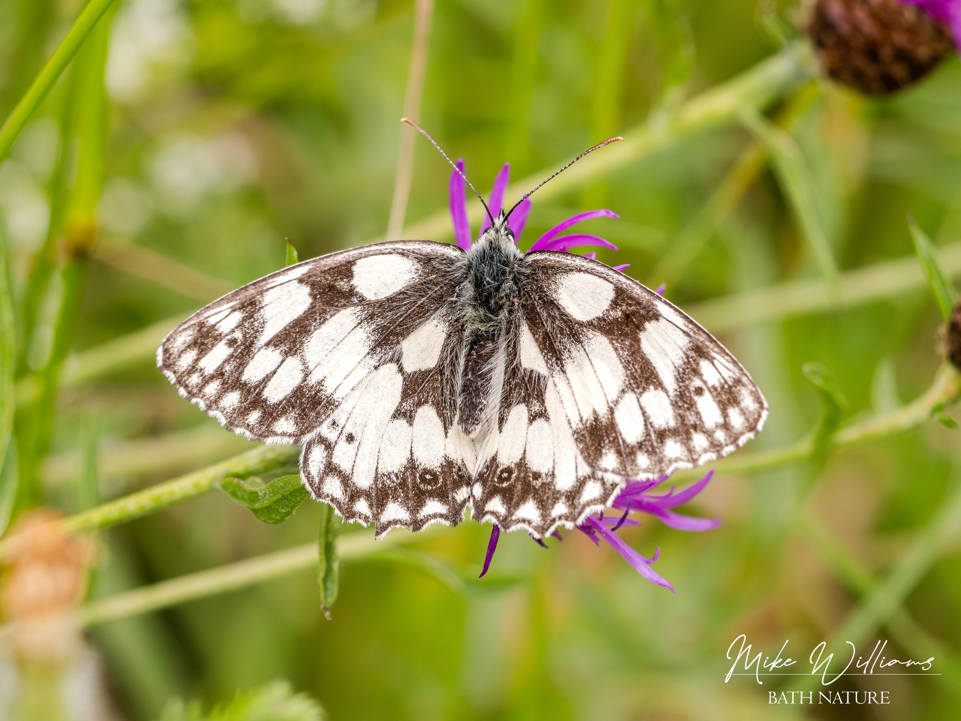 Marbled White