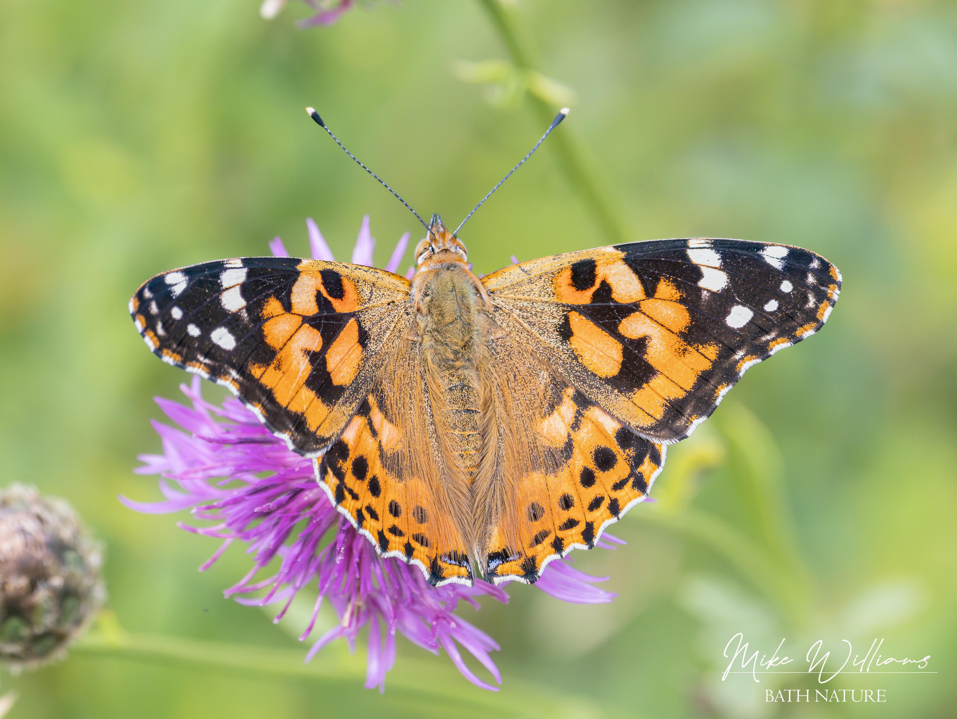 Painted Lady
