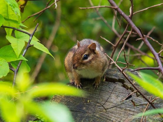 A chipmunk perched on the end of a log, giving the camera a sideways look, viewed through out-of-focus foliage and twigs