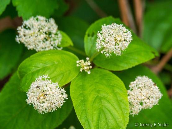 Green leaves with three prominent parallel veins like ribs, framing loosely spherical panicles of small white flowers