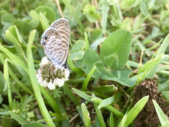 A small butterfly with wings folded to show a white-and-gray checkered pattern with two big blue-black eyespots, perched on an inflorescence of tiny white flowers, all amidst clover leaves and blades of grass