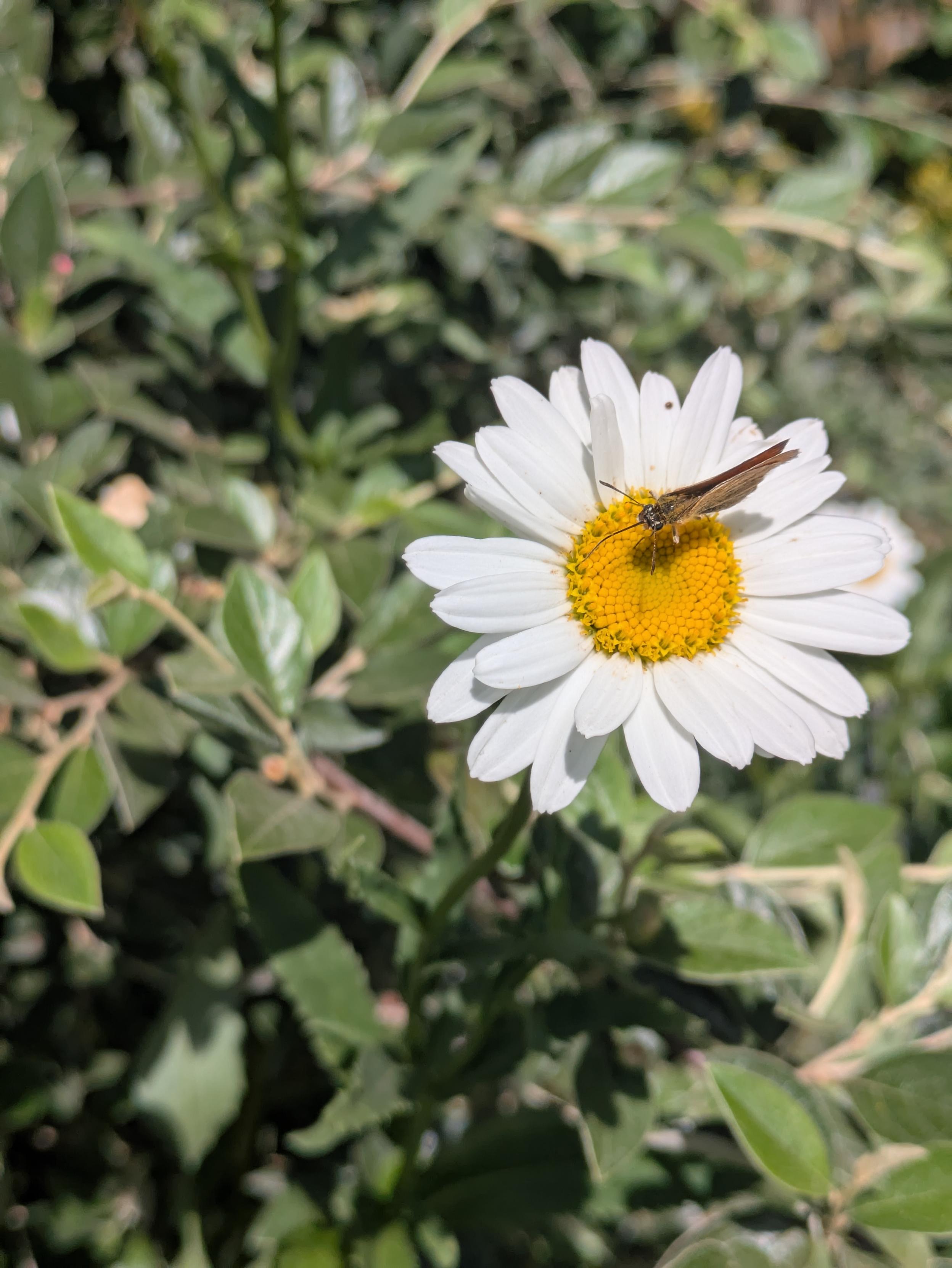 Essex Skipper butterfly on Oxeye daisy