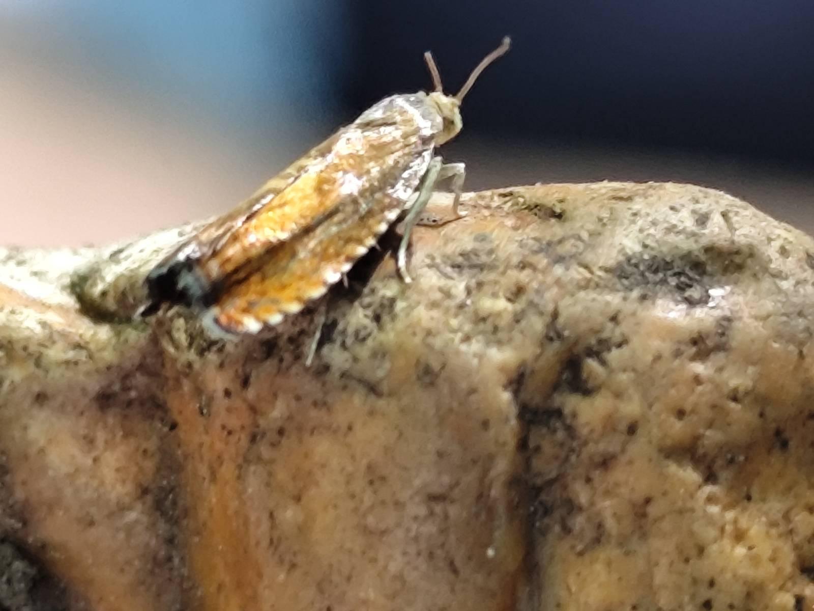 Sycamore Piercer micromoth