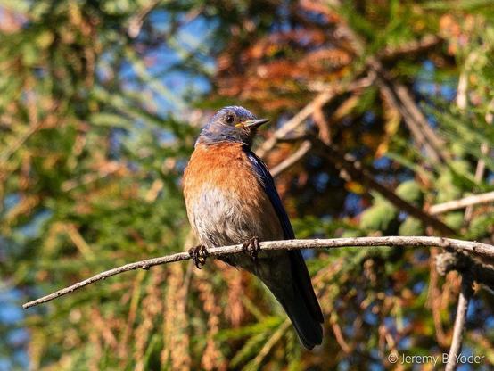 A small thrush with white underparts, orange-golden breast and flanks, and blue head and wings, perched on a twig with its head cocked to one side