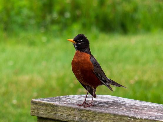 A thrush with dark head, back, and wings framing a deep red-orange breast, standing on a wooden bench in three-quarters profile with its head cocked to watch the photographer